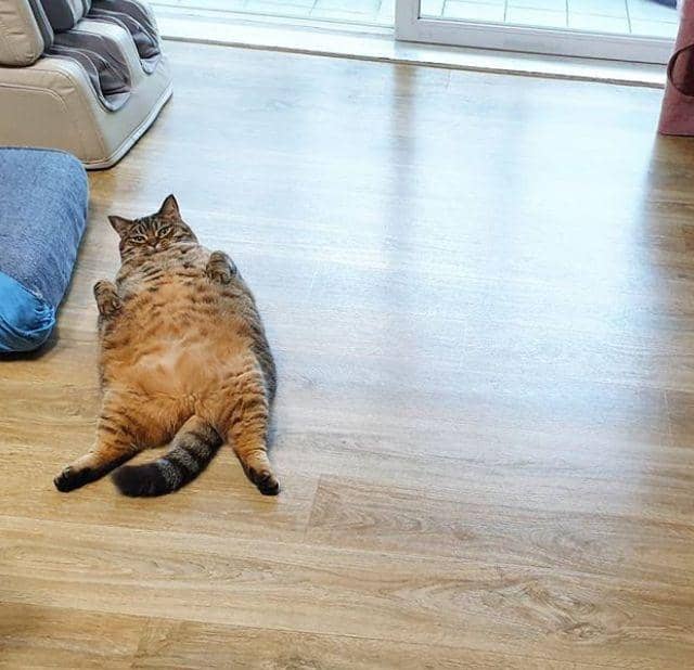 猫咪消肿吃什么药？——宠物护理小贴士