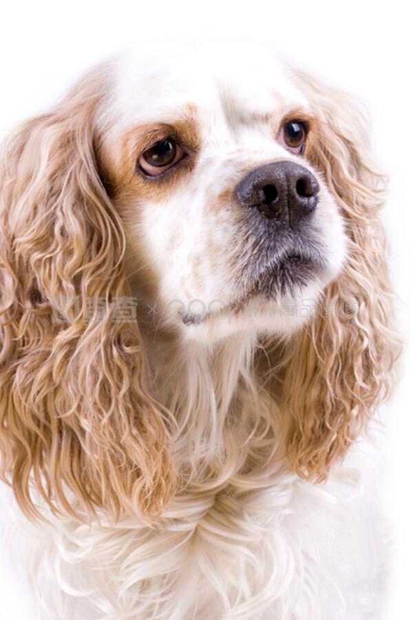 猫咪多大需要磨牙棒？揭秘猫咪磨牙的秘密